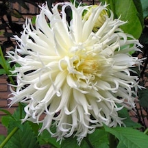 Big Annapurna Dahlia Yıldız Çiçeği Soğanı Yumrusu 1 Adet