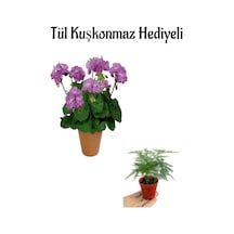 Hediyelik Mor Renk Sardunya Fidanı Kadınlar Gününe Özel Tül Kuşkonmaz Hediyeli