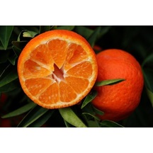 Tüplü Aşılı Klemantin Kokulu King Mandalina Yaş 1-2 Boy  90-110cm