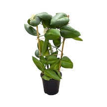 Hoya Calycina 'stargazer' Mum Çiçeği