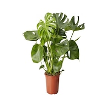 Videolu Deve Tabanı Bitkisi Dolgun Formlu 1 Adet Saksılı 60-80cm Salon Bitkisi Monstera Deliciosa