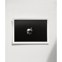 Çerçevesiz Poster Gecenin Yalnız Kuğusu