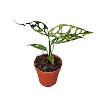 Monstera Obliqua (Deve Tabanı) Ø12 CM Y20-25 CM