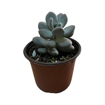 Pachyphytum 'Blue Haze' (Sukulent) Ø12 CM Y15-20 CM