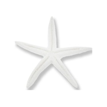 Mutluadim 24 Adet Deniz Yıldızı Biblo