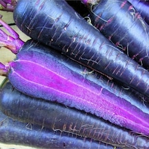 20 Havuç Deep Purple Havuç Tohumu