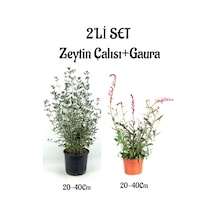 Zeytin Çalısı Çiçeği Fidanı 20-40cm +gaura Çiçeği 20-40cm 2'li Set Saksılı Bahçe Bitkisi