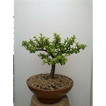 Toprak Saksıda Para Bonsai No 3