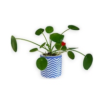 Çin Para Bitkisi | Mini Pilea | Mavi Saksıda