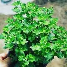 Saksıda Kasımpatı Çiçeği Chrysanthemum Beyaz