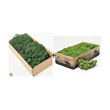 Reindeer Moss Forest Green-dark Green 2'li Set Şoklanmış Ithal Norveç Yosunu
