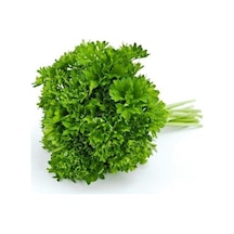 Yerli Ata Tohumu Kıvırcık Maydanoz 100 Adet