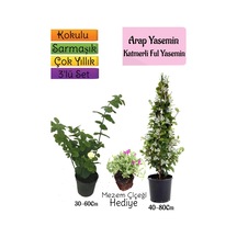 Kokulu Arap Yasemini+katmerli Ful Yasemin+mezem Çiçeği Hediyeli 3'lü Bahçe Seti