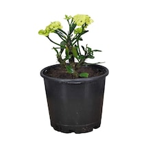 Efhorbia Dikenler Tacı Çiçeği Fidanı Sarı 10-20 Cm