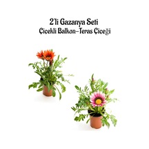 Kırmızı-pembe Beyaz Gazanya Çiçeği 2 Adet Saksılı 10-20cm Balkon/teras Çiçeği