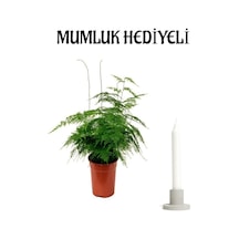 Tül Kuşkonmaz Bitkisi Anneler Gününe Özel Hediyelik Mumluk