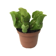 Sarracenia Purpurea 'Venosa' (Sinek Kapan Etobur Bitki) Ø8,5 CM H10-15 CM