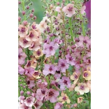 10 Adet Verbascum Phoenicium Mix Tohumu