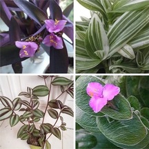 4 Çeşit Telgraf Çiçeği 5-15 Cm Tüplü Çiçekli Bodur Bitkiler Tradescantia