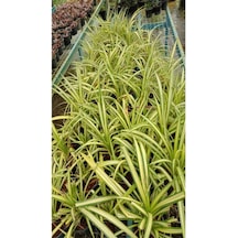 Bol Köklü Dolgun Kurdele Çiçeği Chlorophytum Comosum 20-40cm