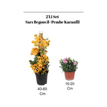 2'li Set Sarı Begonvil+ Pembe Karanfil Çiçeği Dış Mekan Bitkisi