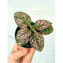 Saksıda Pembe Hypoestes Bitkis Hostes Fittonia Çiçeği 10-20 Cm