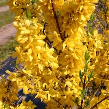 2 Adet Altın Çanak Fidanı Cercidiphyllum Japonicum ,