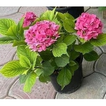 Fuşya Canlı Çiçek Ortanca Pembe Hydrangea Macrophylla 10-20 Cm