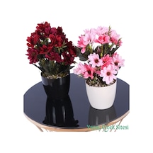 Bordo - Fuşya - Pembe
