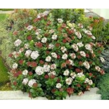 Tinus Kartopu Fidanı