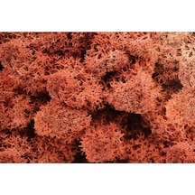Reindeer Moss Siena Şoklanmış Norveç Yosunu 30gr