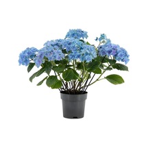 Su Mavisi Ortanca Fidanı Fidesi 10-30 Cm Hydrangea Macrophylla