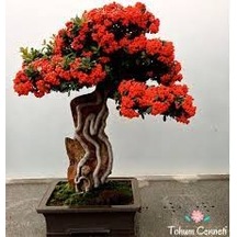 5 Adet Tohum Nadir Ateş Dikeni Bonsai Ağaç Tohumu Saksı Toprak