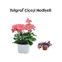 Hediyelik Toz Pembe Sardunya Çiçeği Sevgililer Gününe Özel Telgraf Hediyeli
