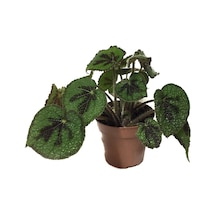 Begonia Masoniana (Begonia Çiçeği) Ø12 CM Y30-35 CM