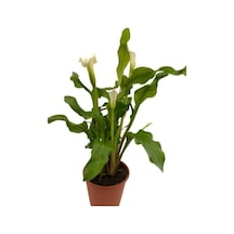 Gelin Çiçeği Gala Çiçeği Fidanı Beyaz 10-20 Cm