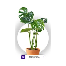 Monstera Deliciosa - Deve Tabanı - Ev Ofis Salon Iç Mekan Bitkisi - 60 Cm