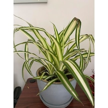 Kurdele Çiçeği 1 Adet Saksılı Chlorophytum Comosum Salon Çiçeği