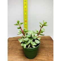 Portucularia Afra Variegata Sukulent
