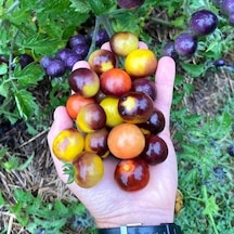 Bosque Bumblebee Cherry Domates Tohumu 15 Tohum