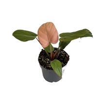 Philodendron 'summer Glory'