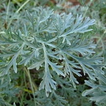 Pelin Otu Artemisia Absinthium Tohumu 50 Tohum