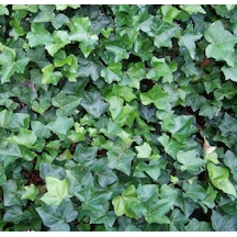Tüplü Hedera Helix Vantuzlu Yeşil Duvar Sarmaşığı Fidanı 80-120