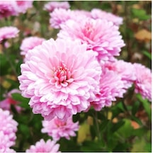 Açik Pembe Kasımpatı Çiçeği Fidanı Saksılı 10-20 Cm