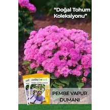100 Adet Pembe Vapur Dumanı Çiçek Tohumu