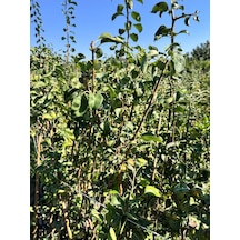2 Yaş Tüplü Aşılı Erkenci Akça Bal Armut Boy 90-110cm