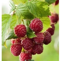 Rubus Idaeus L. Yediveren Ahududu Fidanı. Torbada