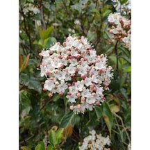 Videolu Lucidum Kartopu Çit Bitkisi 1 Adet Saksılı/ Tüplü 100-120cm Viburnum Tinus Lucidum