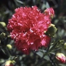 Chabaud Pure Rose Karanfil Çiçeği Tohumu 70 Adet