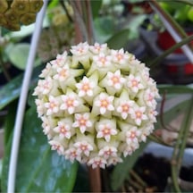 Hoya 'snowflake Kar Tanesi Hoya Mum Çiçeği Fidanı